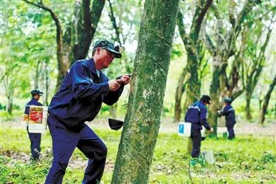 探索“橡膠+”經(jīng)濟模式 三亞老膠林長出“新財富